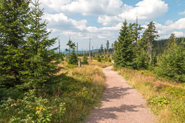 Half dead and live forest in Krkonose mountains, Czech Republic