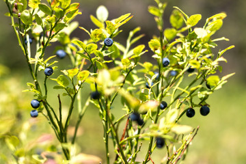 Nice fresh natural blueberries from woods, Krkonose, Czech Republic