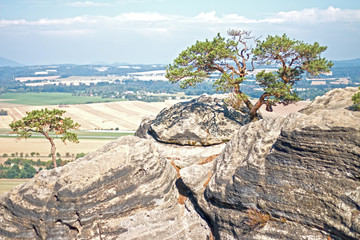 Natural Bonsai on Rock
