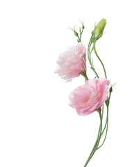 Two pale pink flowers isolated on white. Eustoma