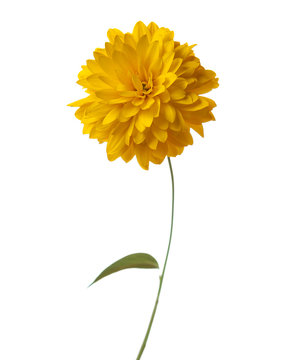 Fototapeta Yellow  flower ( Rudbeckia laciniata Hortensia) isolated on white background