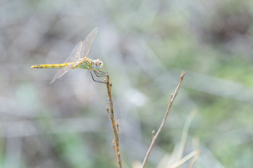 Libelula