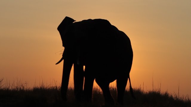 Elephant bull silhouetted against setting sun