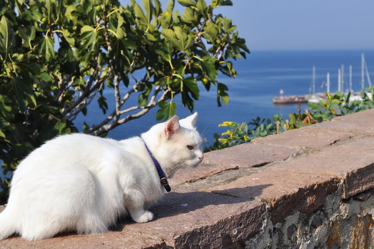 white cat in the background port Molyvos town,island Lesbos,Greece