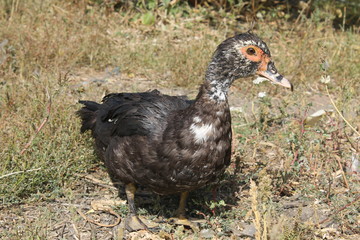 Female duck