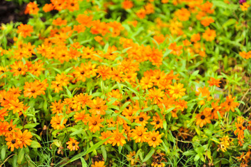 orange flower