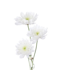 Fototapeta na wymiar Three chrysanthemums isolated on white background