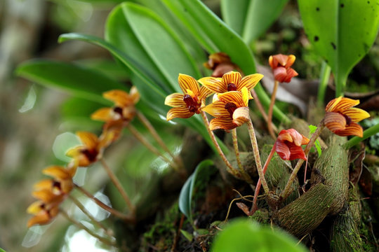 Fototapeta Wild thai orchid flower in rainforest of Chiang Mai, Thailand