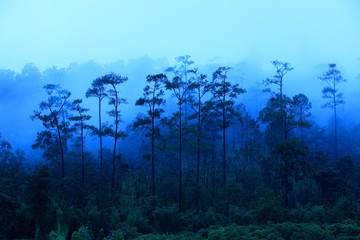 Northern Thailand Rainforest in mist before sunrise