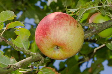 Apfel