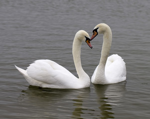 Swans