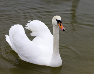 Naklejka premium Swans