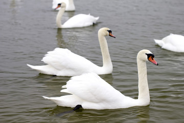 Swans