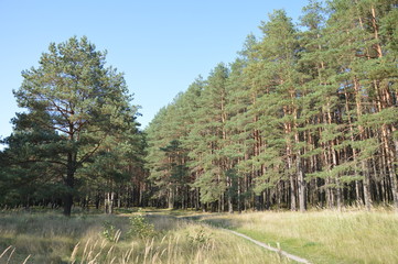Брянская осень