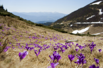 Fototapeta premium Blossom of crocuses at spring in the mountains