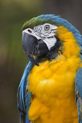 Portrait of blue-and-yellow macaw (Ara ararauna) 