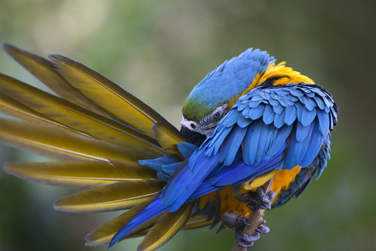Portrait of blue-and-yellow macaw (Ara ararauna) 