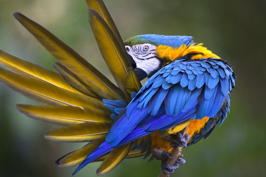 Fototapeta Portrait of blue-and-yellow macaw (Ara ararauna) 