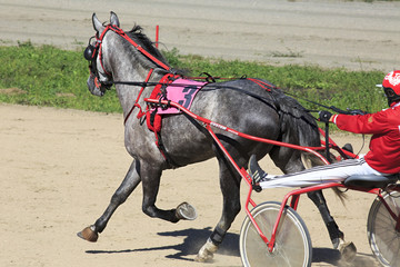 Trotting Races at the Hippodrome Sibirskoe podvorie
