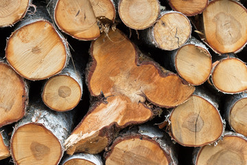 Fototapeta premium Pile of wood logs ready for winter