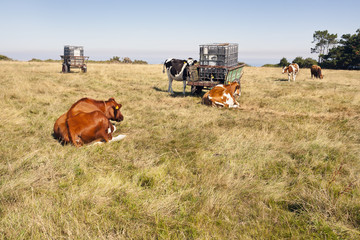 Vacas en El Campón. Asturias