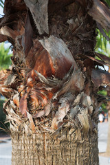 Palm tree bark close-up day in the street.