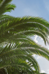Fototapeta na wymiar palm trees with green large branches.