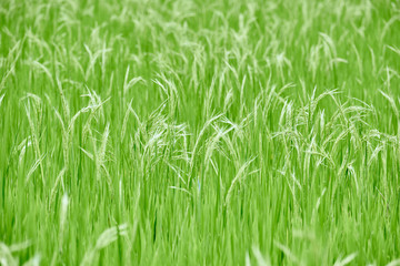 rice paddy terrace fields  Philippines