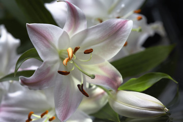 Fototapeta na wymiar Lilies flowers