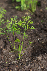 Carrots