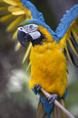 Portrait of blue-and-yellow macaw (Ara ararauna)