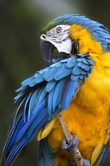 Portrait of blue-and-yellow macaw (Ara ararauna)