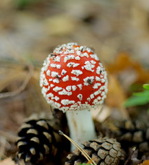 Fly Agaric