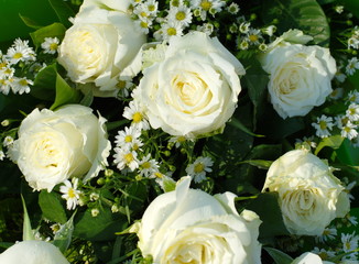 white cream roses flower