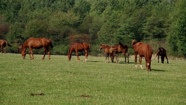 Herd of brown horses on green field
