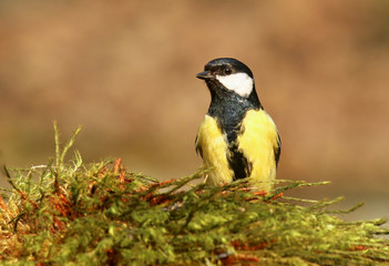birds