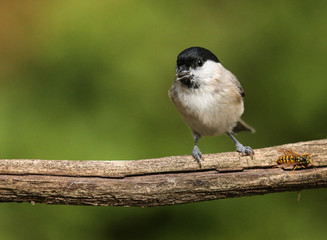 Naklejka premium birds