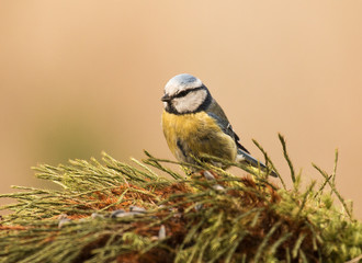 birds