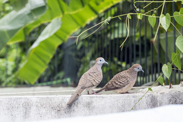 two dove stand on fence