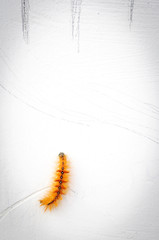hairy caterpillars on white wallpaper