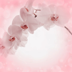Pink background with orchid flowers
