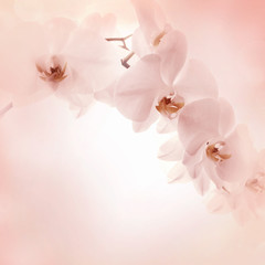 Pink background with orchid flowers