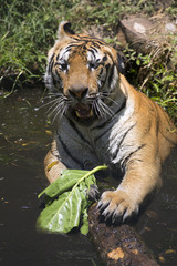 Portrait of male wild tiger playing in the water