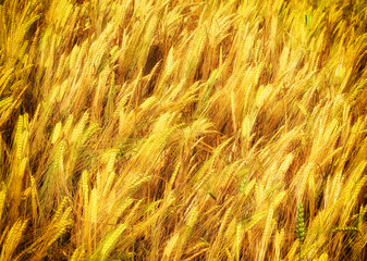 Gold wheat field