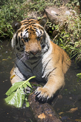 Portrait of male wild tiger playing in the water