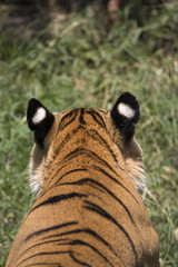 Portrait of male wild tiger from behind