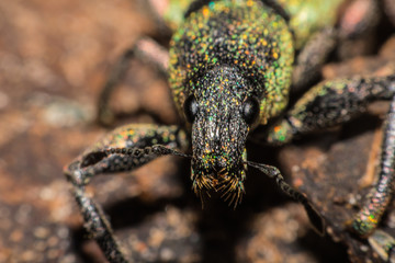 Hypomeces squamosus (Green weevil),