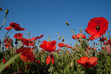 Champs de coquelicots