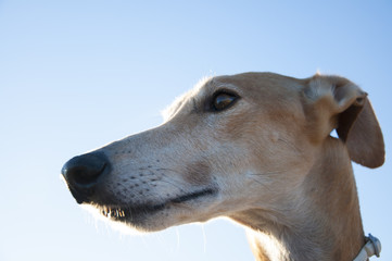 retrato de un galgo español