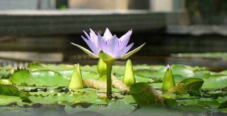Sylwetka wodnego kwiatu wystającego  nad powierzchnię wody.